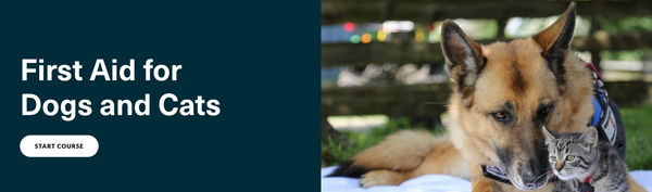 First Aid for Dogs and Cats (ONLINE COURSE)