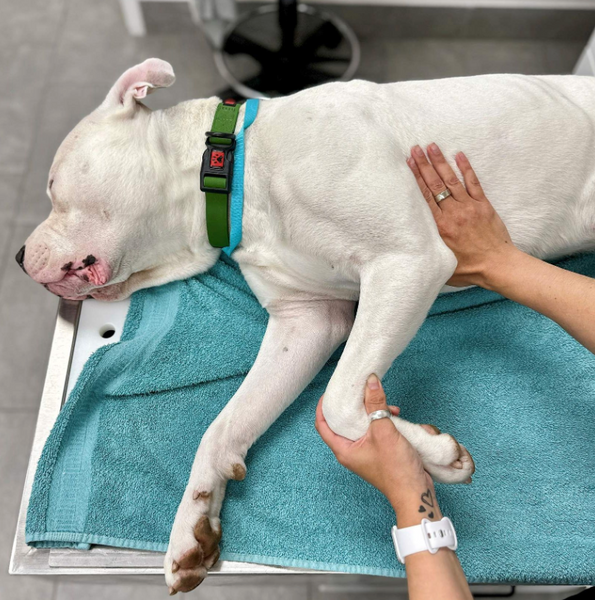 First Aid for Dogs and Cats (ONLINE COURSE)