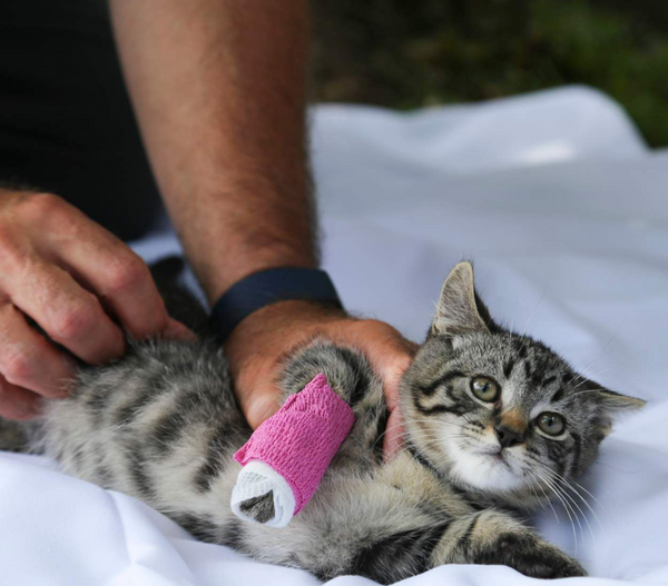 First Aid for Dogs and Cats (ONLINE COURSE)