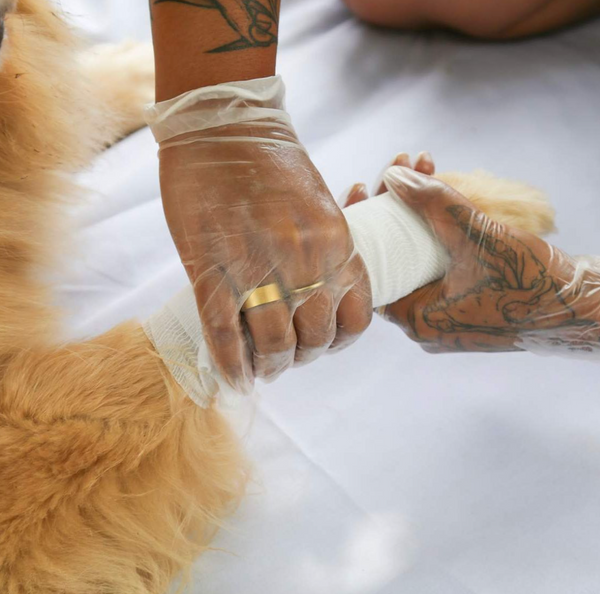 First Aid for Dogs and Cats (ONLINE COURSE)