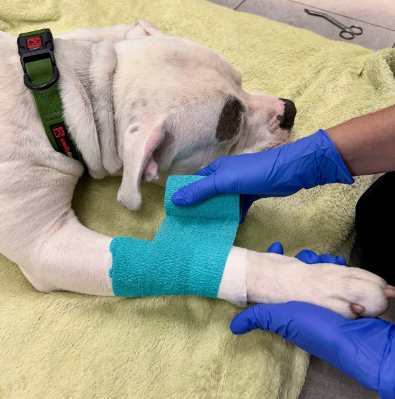 First Aid for Dogs and Cats (ONLINE COURSE)