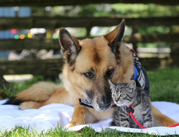 First Aid for Dogs and Cats (ONLINE COURSE)